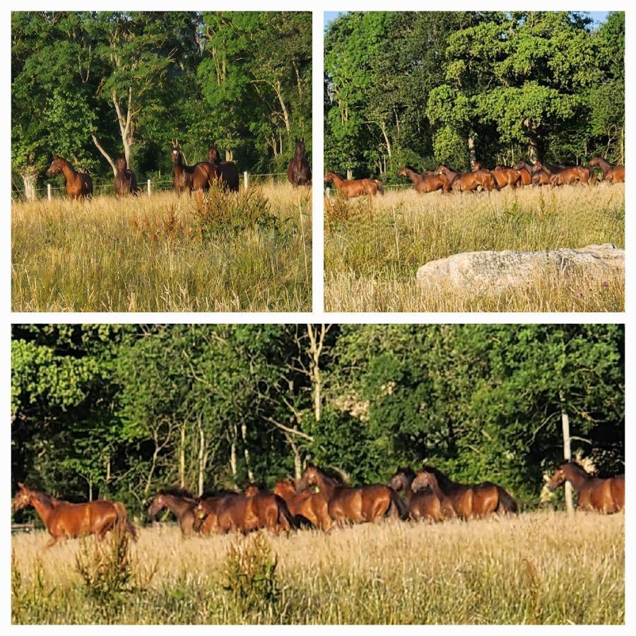Les Naturelles Saint-Aubin-de-Locquenay Exteriér fotografie